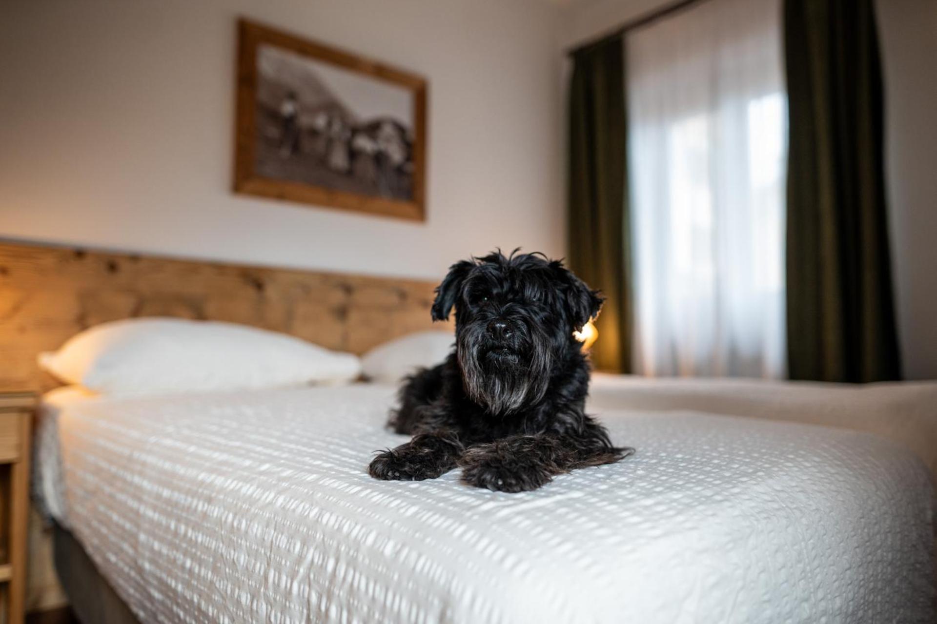 Hotel Panda Cortina- Ricarica Auto Elettriche Кортина д'Ампецо Екстериор снимка